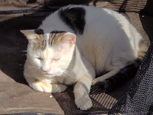 2025年4月7日に上長磯町で行方不明になった猫の画像です