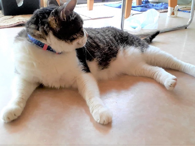 2026年2月8日に昭和町2丁目で行方不明になった猫の画像です