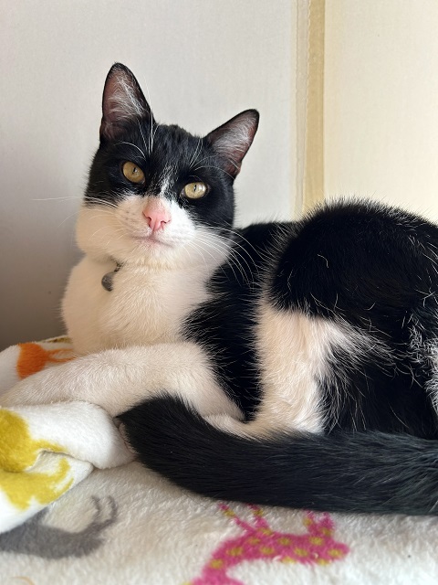 2026年2月17日に嶺町で行方不明になった猫の画像です