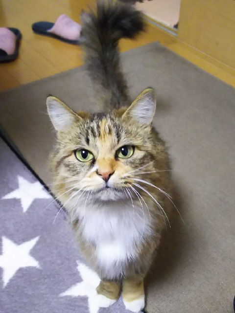 2026年2月27日に昭和町3丁目で行方不明になった猫の画像です