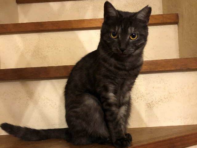 2026年3月4日に東上野町で行方不明になった猫の画像です