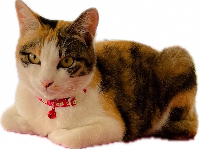 2026年3月16日に天川大島町3丁目で行方不明になった猫の画像です