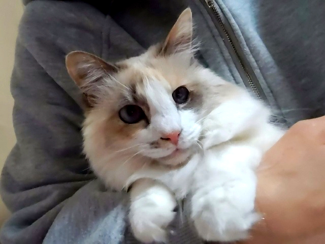 2026年5月10日に元総社町で行方不明になった猫の画像です