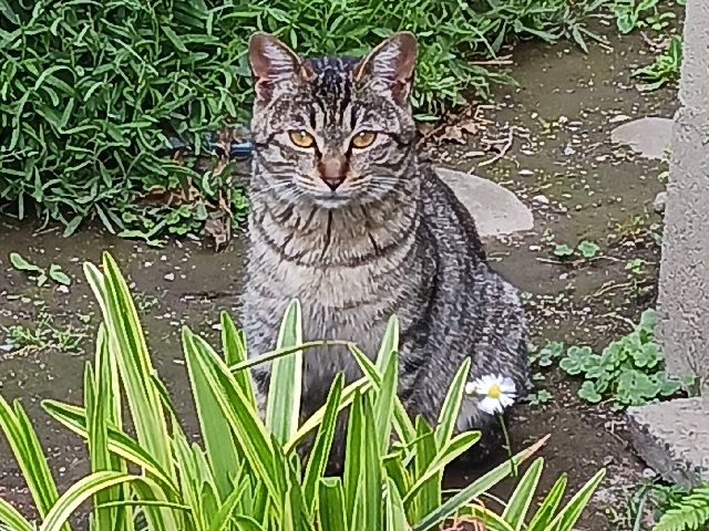 2026年5月初旬に市民の方が千代田町1丁目で保護した猫の画像です