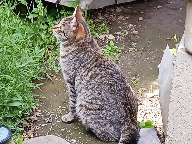 2026年5月初旬に市民の方が千代田町1丁目で保護した猫の画像です