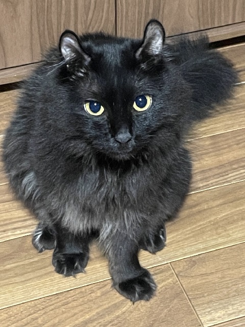 2026年5月24日に上小出町1丁目で行方不明になった猫の画像です