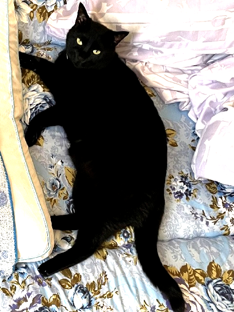 2026年5月31日に下細井町で行方不明になった猫の画像です