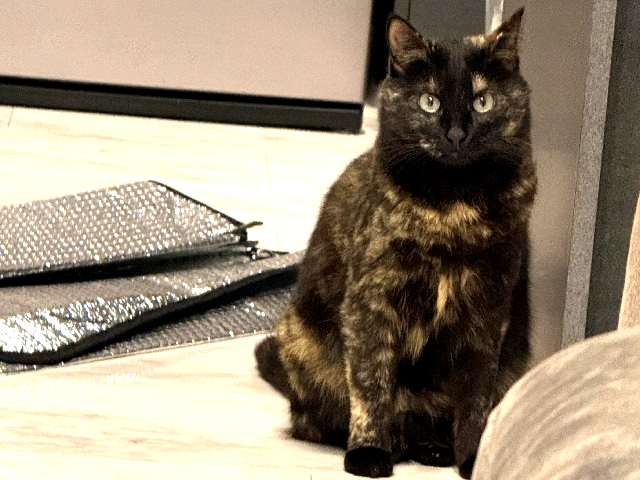 2026年7月6日に富士見町時沢で行方不明になった猫の画像です