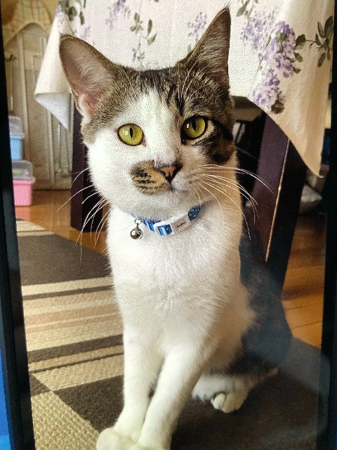 2026年7月26日に元総社町で行方不明になった猫の画像です