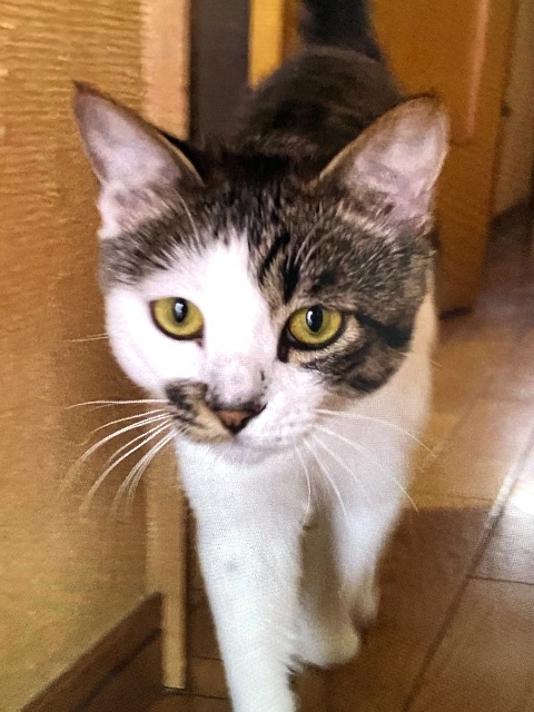 2026年7月26日に元総社町で行方不明になった猫の画像です