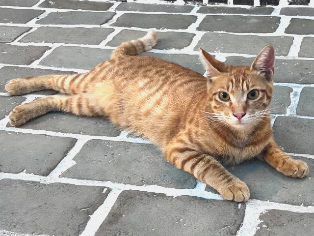 2026年8月14日に三俣町1丁目で行方不明になった猫の画像です