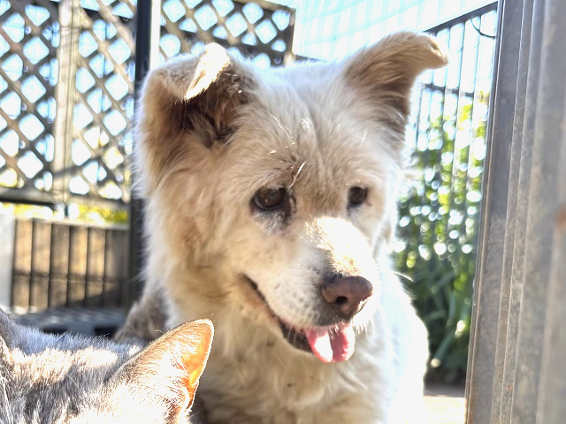 2026年9月5日に鼻毛石町で行方不明になった犬の画像です