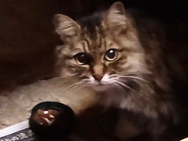 2026年9月9日から市民の方が駒形町で目撃している猫の画像です