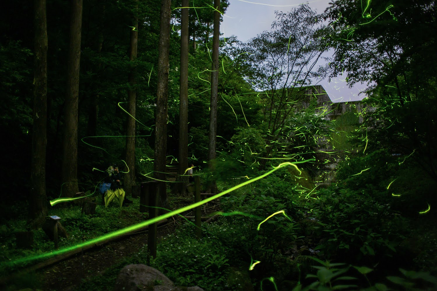 （イメージ）夜の森でホタル観察会（令和7年6月15日)