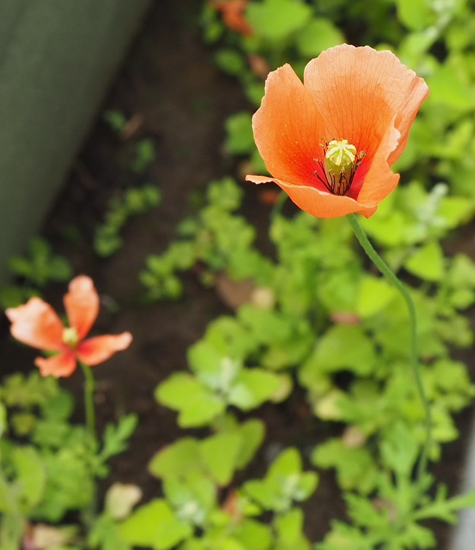 ナガミヒナゲシの花