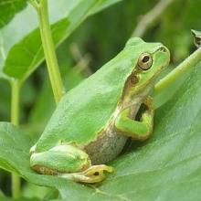 ニホンアマガエルの写真