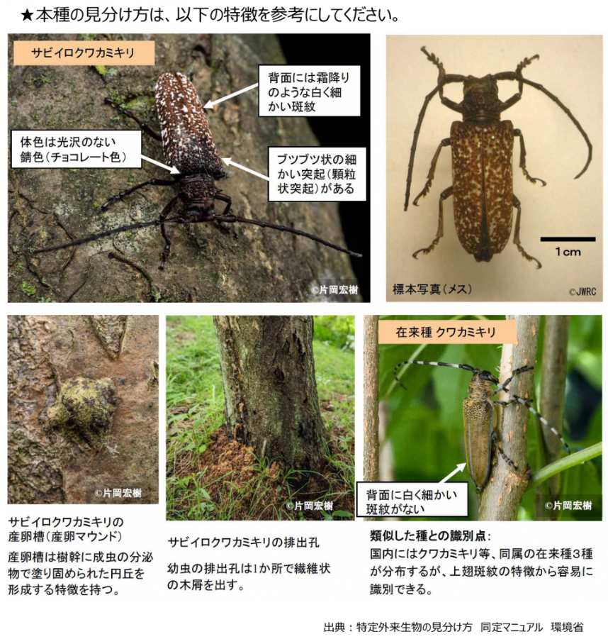 サビイロクワカミキリの特徴