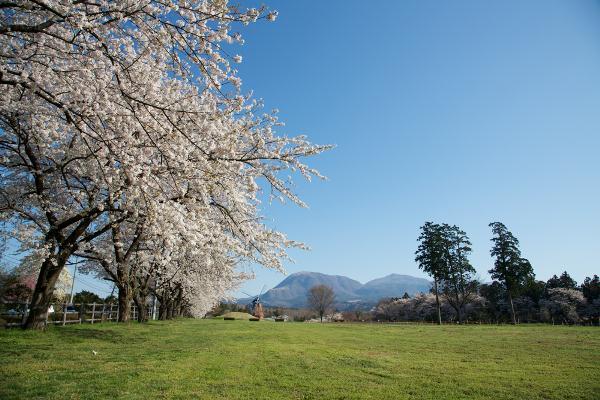 Ogo Green Flower Farm