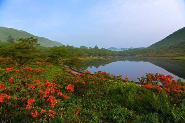 Japanese Azaleas at Kakumanbuchi Marsh