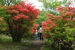 Early Summer in Mt. Akagi