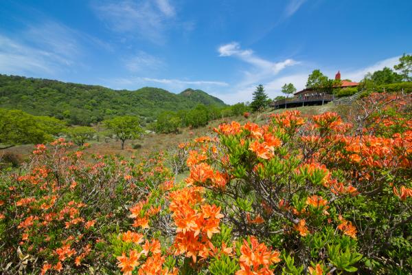 Japanese Azaleas at Shirakaba Farm