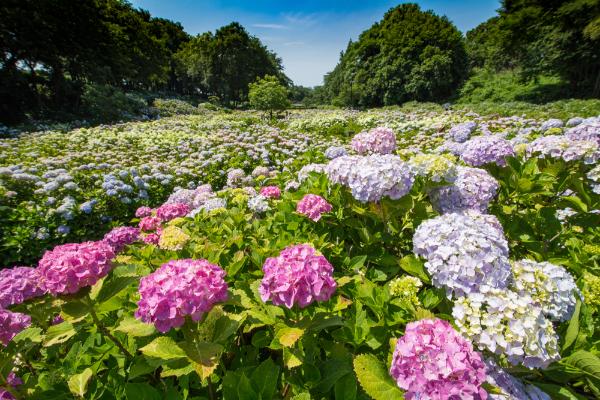 Hydrangeas