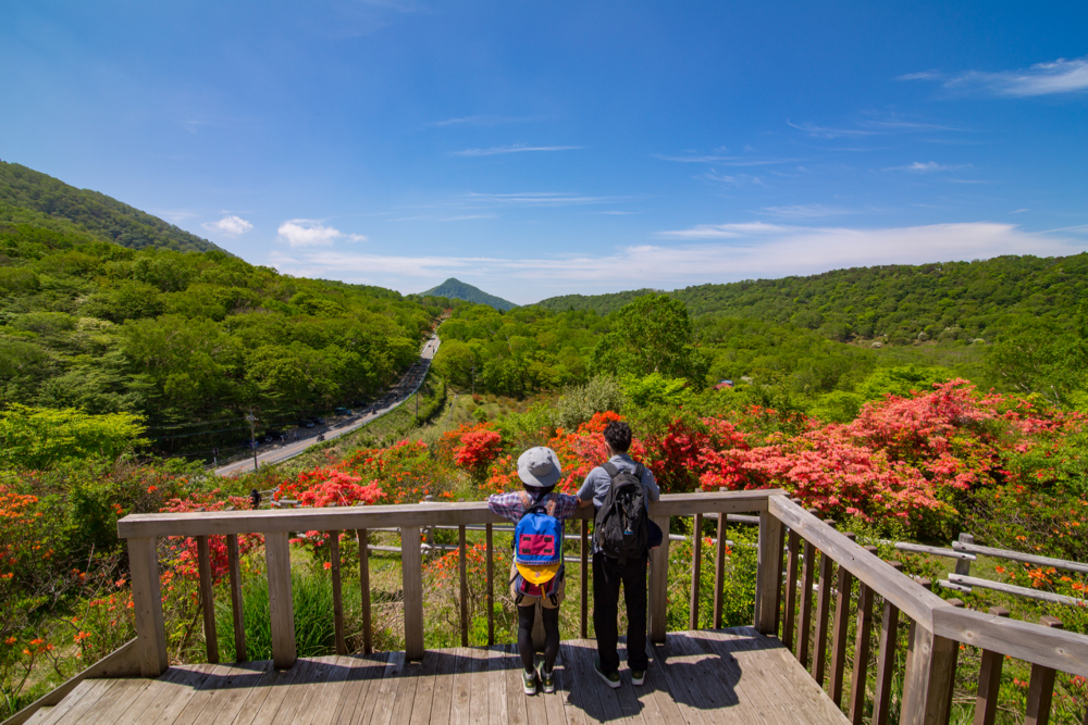 Early Summer in Mt. Akagi