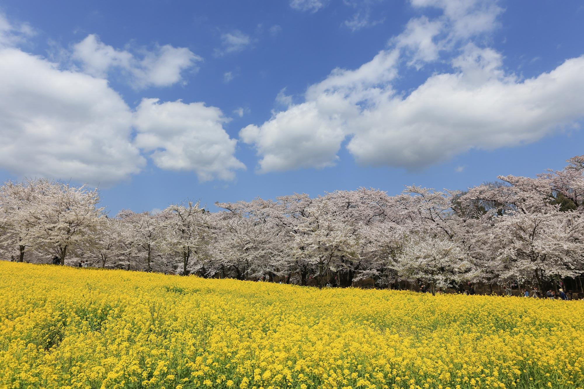 1000 Cherry blossoms