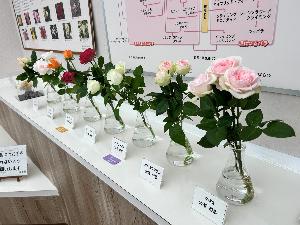 令和6年度前橋産切バラの展示の様子