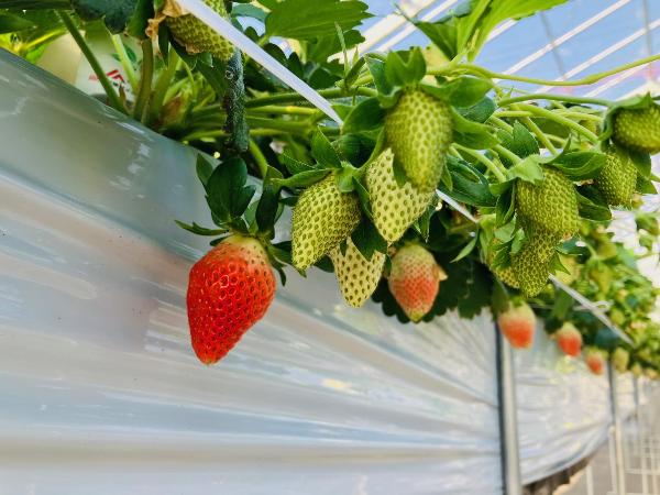 優等賞佐藤さんのイチゴ1