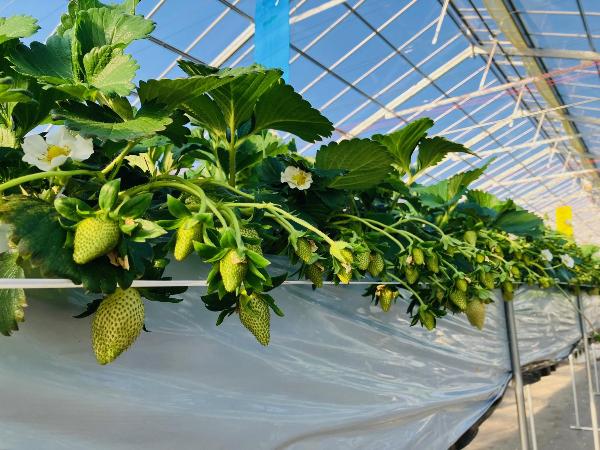 優等賞佐藤さんのイチゴ2