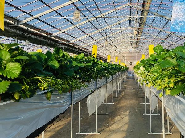 優等賞佐藤さんのイチゴ3