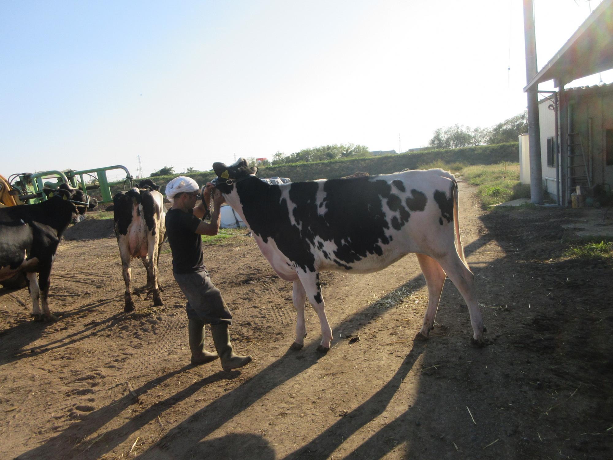 前橋市乳牛共進会未経産の部優等賞