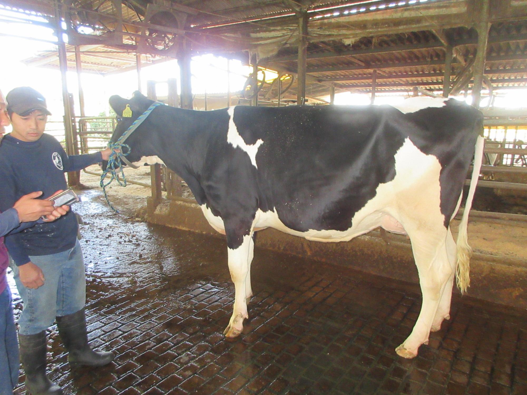 乳牛共進会経産の部優等賞