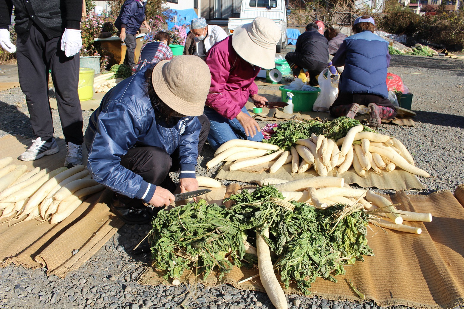 天日干しした時沢大根を、市民がたくあん漬けにする様子