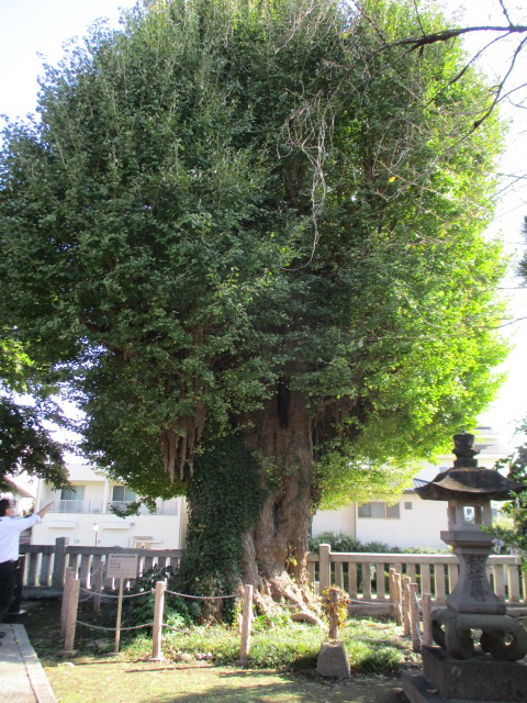 前橋八幡宮のイチョウ