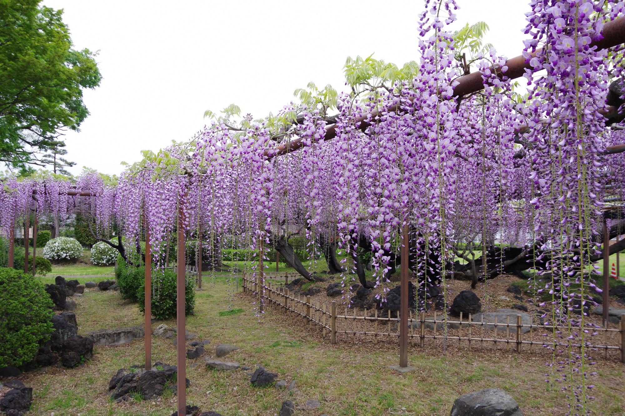 参考 令和6年4月24日開花状況