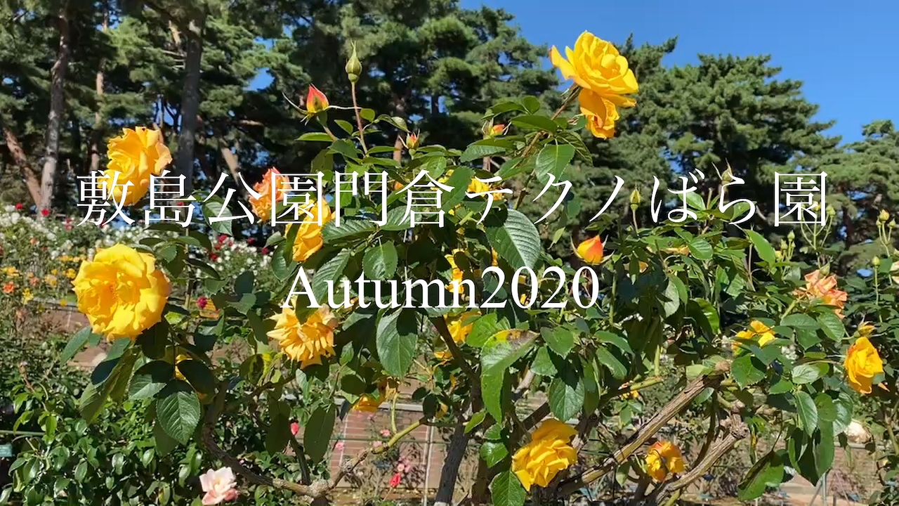 敷島公園門倉テクノばら園Autumn2020