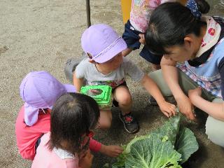 子供と先生が虫を探しています