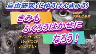 自由研究 きみもふくろうはかせになろう