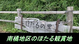 南橘地区のほたる鑑賞地のご案内（川端町・上細井町・田口町）