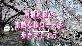 南橘地区の素敵な桜ロードを歩きましょう