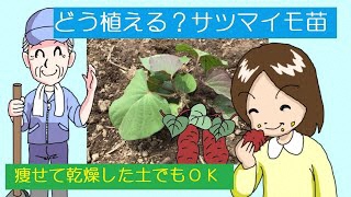 上川淵地区地域づくり協議会～さつまいもをつくってみよう